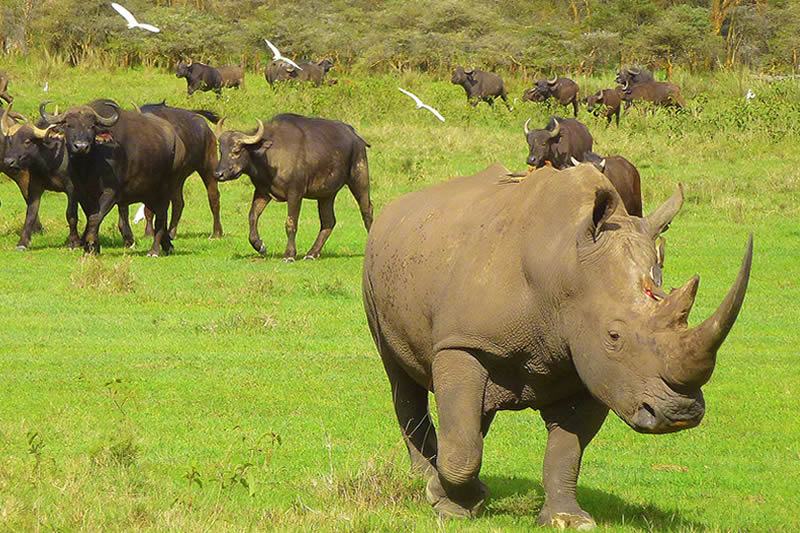 Kenya Safaris