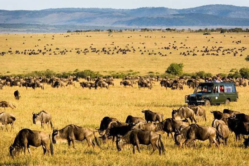 Kenya Safaris