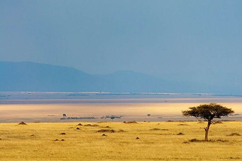 Kenya Safaris