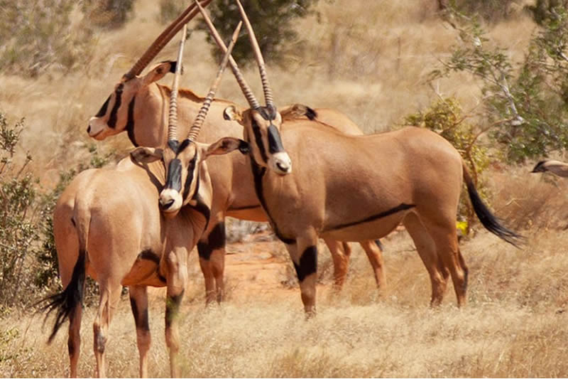 Kenya Safaris