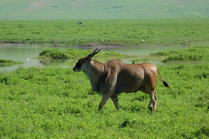 Kenya Safaris