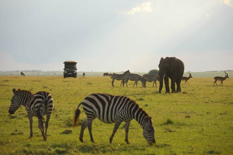 Kenya Safaris